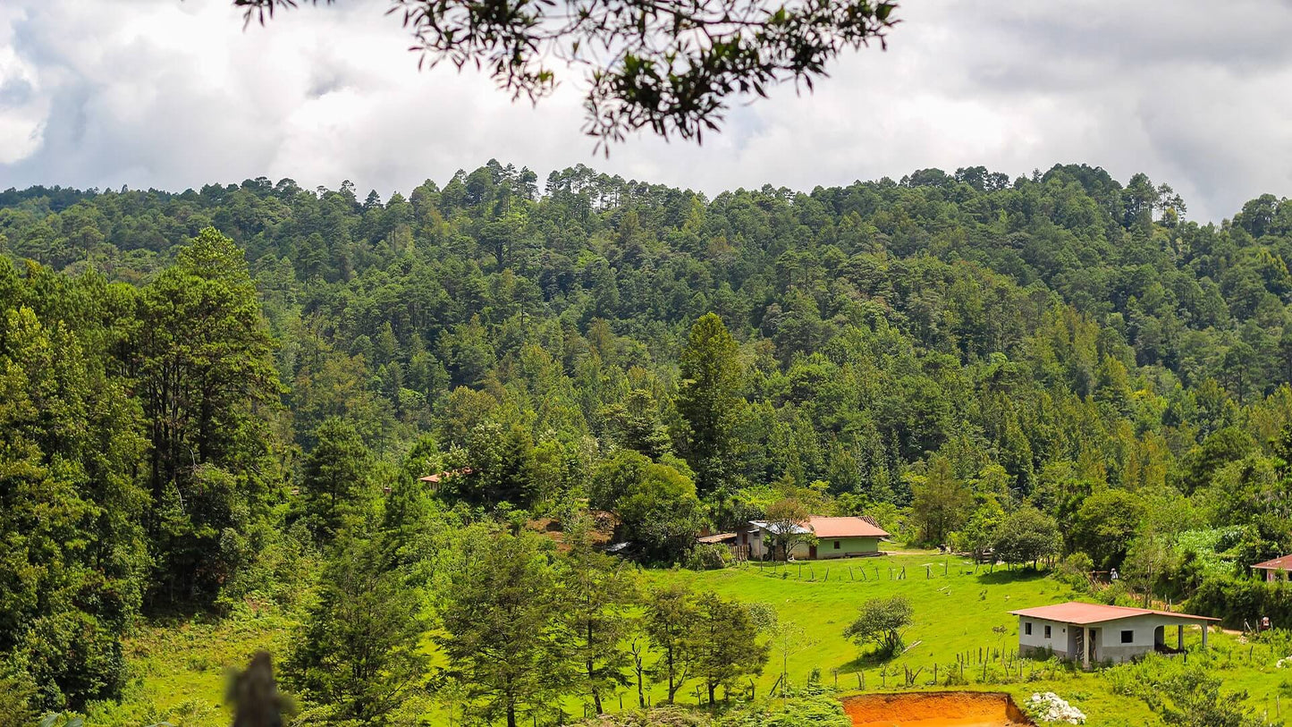 Finca Los Planes in Marcala, Honduras – origin of El Trueno coffee by Raíces Coffee Roasters.