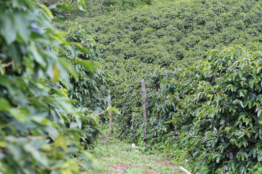 Finca Don Toño's Zero-Waste Cycle: How Luis Herrera Turns Coffee Husks Into Compost