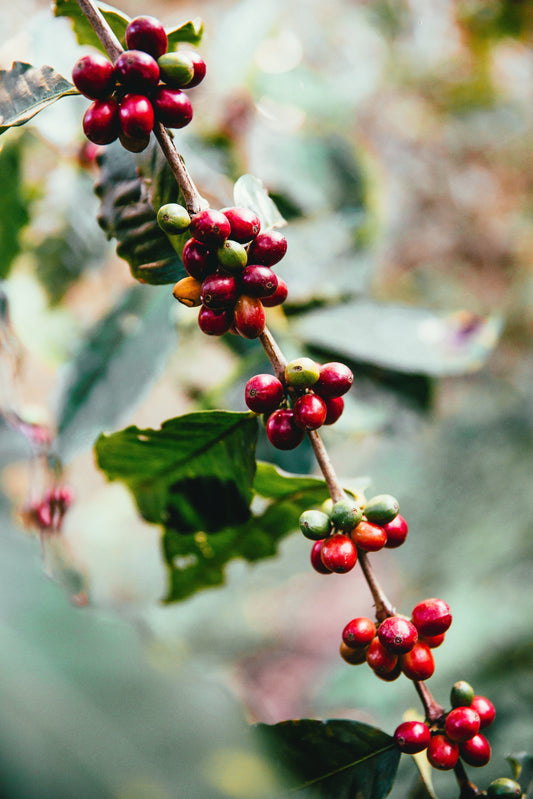 The Journey of Honduran Coffee Beans: From Farm to Cup