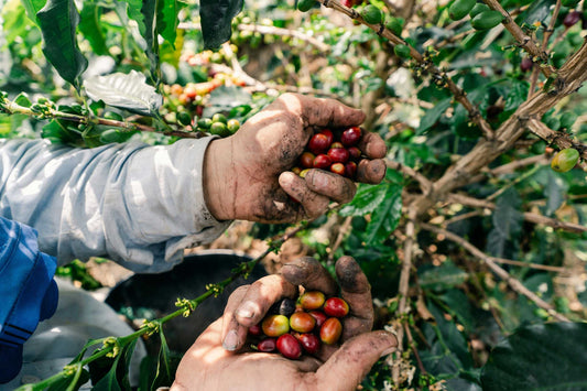 Why We Pay Farmers 25% Above Market Price (And What It Actually Means)