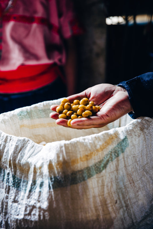 Top 5 Reasons Honduran Coffee Is the Best