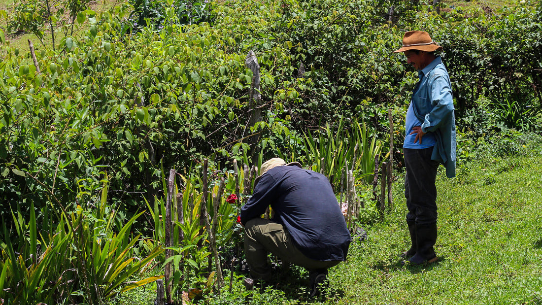 Farmer Nelson Domínguez at Finca El Trueno in Marcala, Honduras