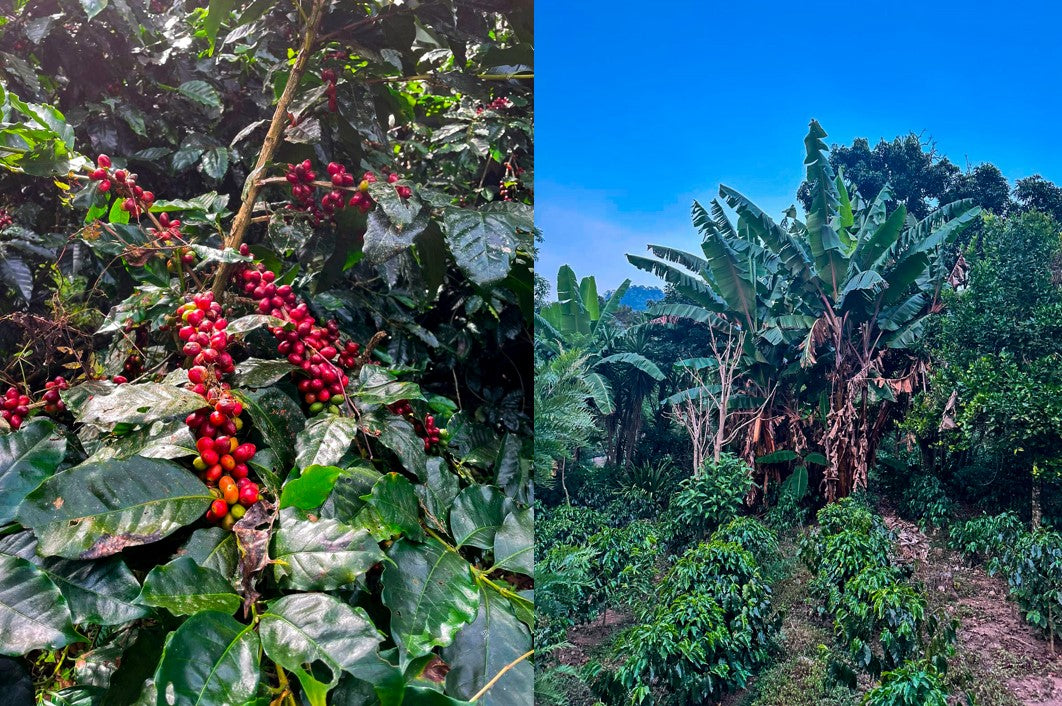 Coffee harvest at Finca Los Primos – Honduran specialty coffee production