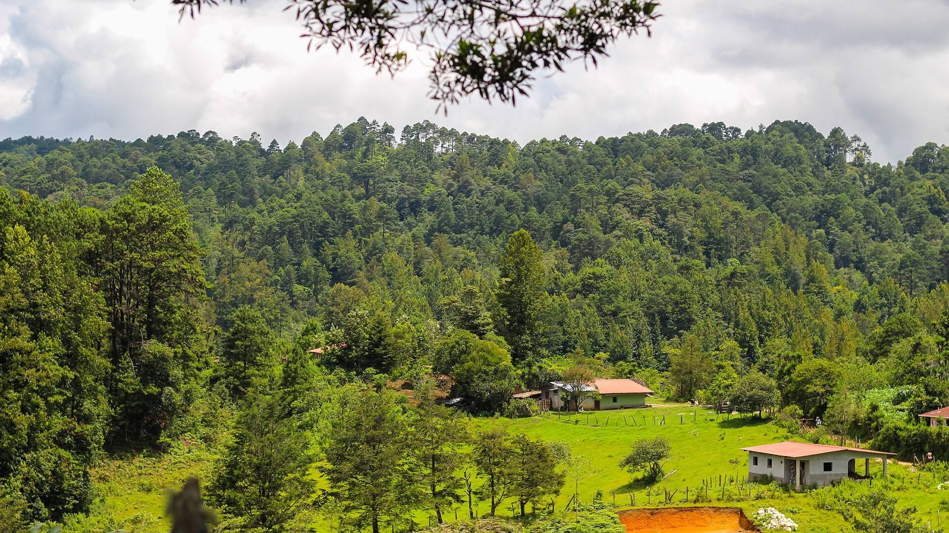 Finca Los Planes in Marcala, Honduras – origin of El Trueno coffee by Raíces Coffee Roasters.