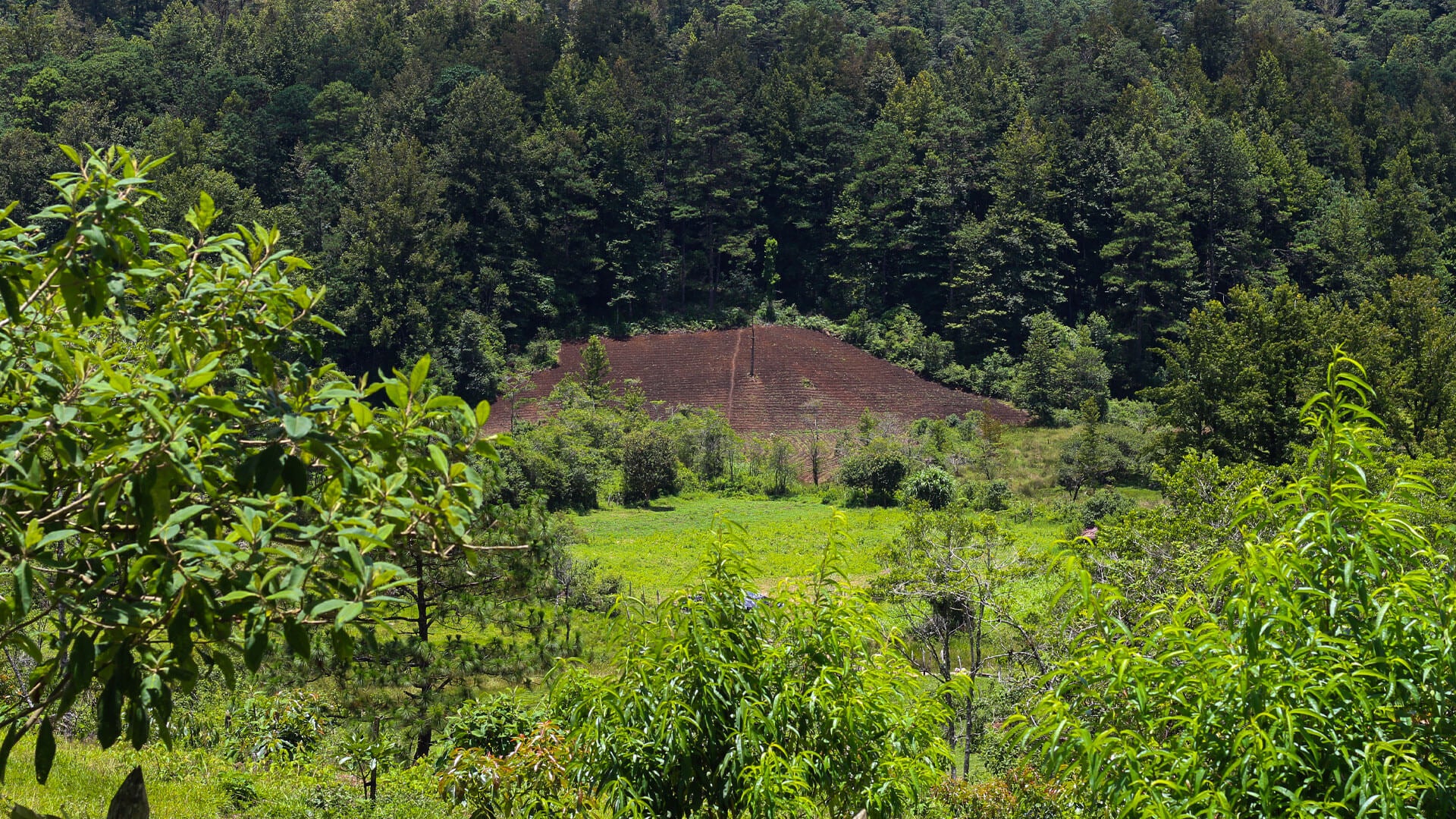 Organic coffee cultivation at Finca Los Planes, Marcala Honduras – El Trueno origin