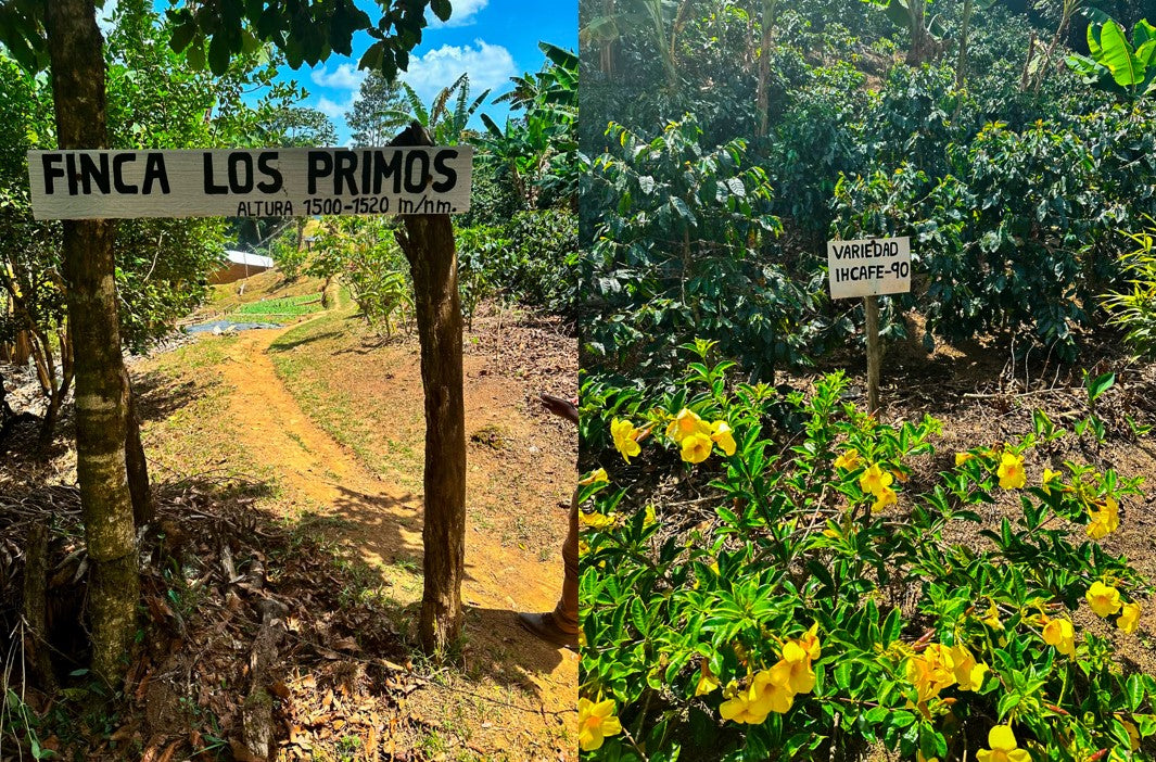 Finca Los Primos in Santa Bárbara, Honduras – origin of Los Primos specialty coffee