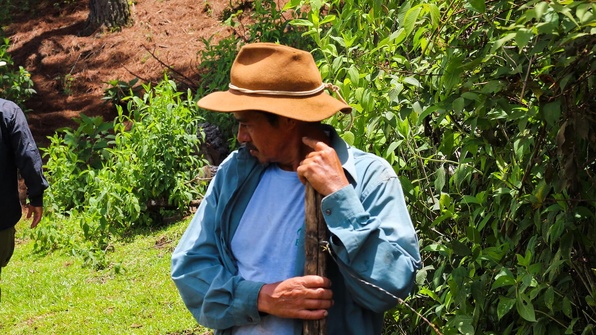 Julio Domínguez working on coffee plants at his farm in Marcala, Honduras
