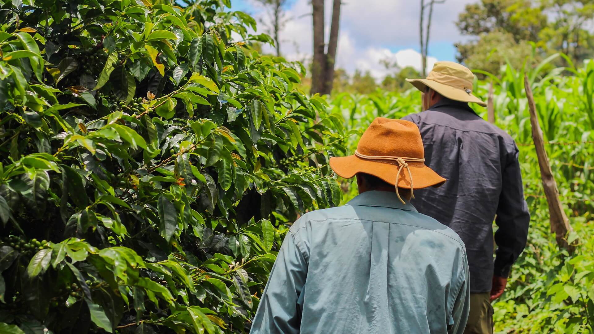 Nelson Domínguez and Julio– Honduran coffee producers in Marcala